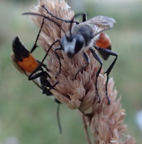 Réf. 235 275 : Sphex funerarius
